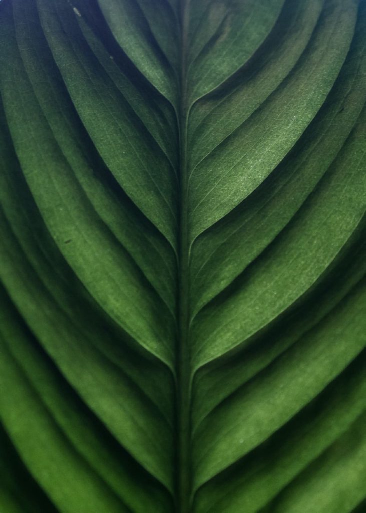 green-plant